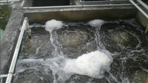 Quy định phí bảo vệ môi trường đối với nước thải sinh hoạt