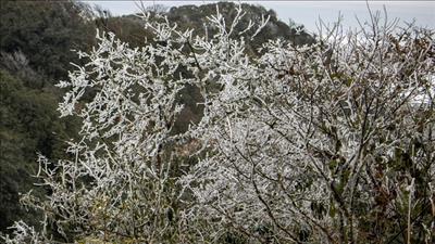 Không khí lạnh tăng cường, miền Bắc rét đậm, rét hại, đề phòng hiện tượng băng giá và sương muối