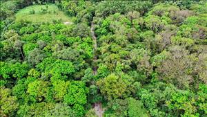 Cả nước đã trồng được khoảng 285.000ha rừng trong năm 2025