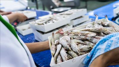 Quy định về thẩm định, cấp chứng nhận an toàn thực phẩm thủy sản xuất khẩu