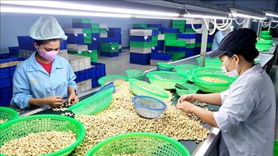 Xuất khẩu nông, lâm, thủy sản tăng tăng 15,5% trong 6 tháng đầu năm