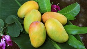 9 lợi ích sức khỏe của quả xoài