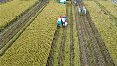 Nhân rộng mô hình sản xuất lúa chuyên canh chất lượng cao, phát thải thấp