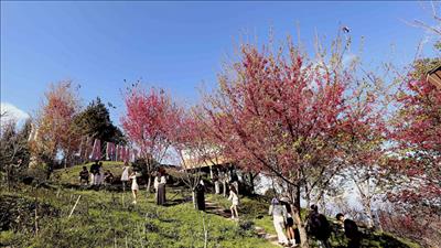 Thời tiết Tết Nguyên đán Bính Ngọ 2026 thuận lợi cho các hoạt động du xuân