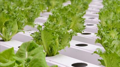 Ra mắt mô hình tuần hoàn cho hệ thống nông nghiệp và lương thực thích ứng biến đổi khí hậu