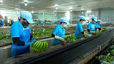 Ổn định sản xuất, giữ vững chuỗi xuất khẩu nông sản