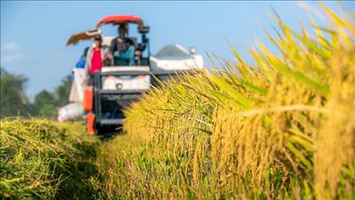 Hoàn thiện chính sách khuyến khích doanh nghiệp đầu tư vào lĩnh vực nông nghiệp, nông thôn