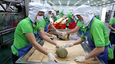 Xuất khẩu rau quả duy trì đà tăng trưởng tích cực
