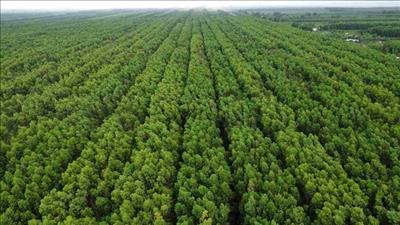 Ba cơ chế trao đổi quốc tế kết quả giảm nhẹ phát thải khí nhà kính và tín chỉ carbon
