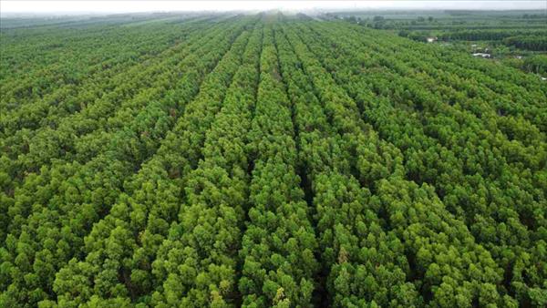 Ba cơ chế trao đổi quốc tế kết quả giảm nhẹ phát thải khí nhà kính và tín chỉ carbon