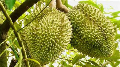 Quản lý mã số vùng trồng, nâng cao chất lượng nông sản xuất khẩu