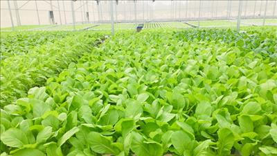 Xây dựng tiêu chuẩn quốc gia về quy trình sản xuất, sơ chế rau an toàn