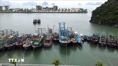 Thành lập thành phố Quảng Ninh và Bắc Ninh: Phát triển hai cực tăng trưởng mới