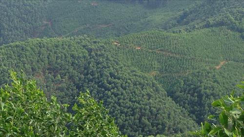 Phát triển thị trường carbon minh bạch, hiệu quả và có trách nhiệm