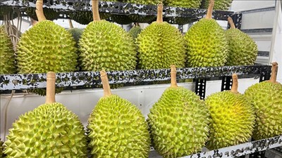 Tăng cường thông tin, dự báo thị trường xuất khẩu sầu riêng để định hướng sản xuất phù hợp