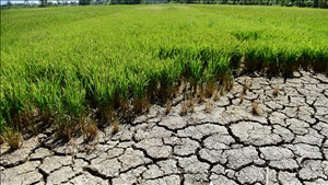 Triển khai các biện pháp ứng phó với ảnh hưởng của El Nino