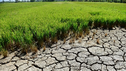 Triển khai các biện pháp ứng phó với ảnh hưởng của El Nino