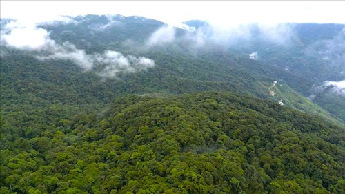 Phê duyệt đề án phát triển và quản lý tín chỉ carbon rừng trên địa bàn thành phố Đà Nẵng