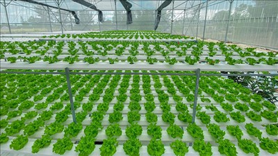 Đà Nẵng ưu tiên thu hút các dự án nông nghiệp ứng dụng công nghệ cao, chế biến sâu