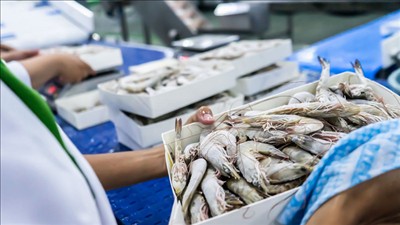 Quy định chứng nhận thủy sản, sản phẩm thủy sản xuất khẩu vào thị trường Hoa Kỳ