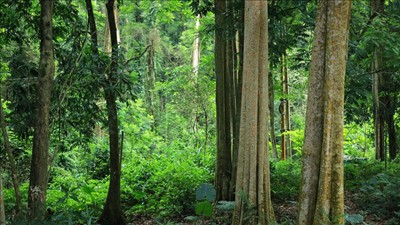 Nghệ An: 11 cộng đồng dân cư thụ hưởng nguồn thu chi trả giảm phát thải khí nhà kính vùng Bắc Trung Bộ
