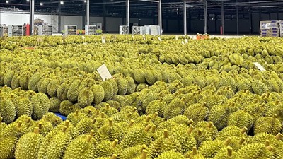 Hai tháng liên tiếp xuất khẩu rau quả vượt mốc 1 tỷ USD/tháng