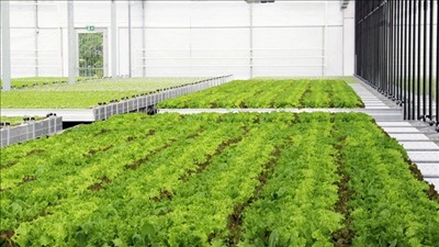 Trồng rau trên mái siêu thị giúp khí thải khâu logistics bằng 0