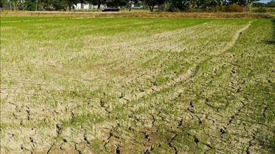 El Nino gây nắng nóng kỷ lục, một số khu vực đối diện với nguy cơ hạn hán