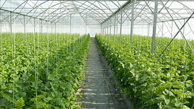 Triển khai phát triển vùng nguyên liệu nông, lâm, thủy sản tập trung