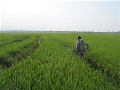 Quảng Trị: Hơn 1.500 hecta lúa bị nhiễm rầy