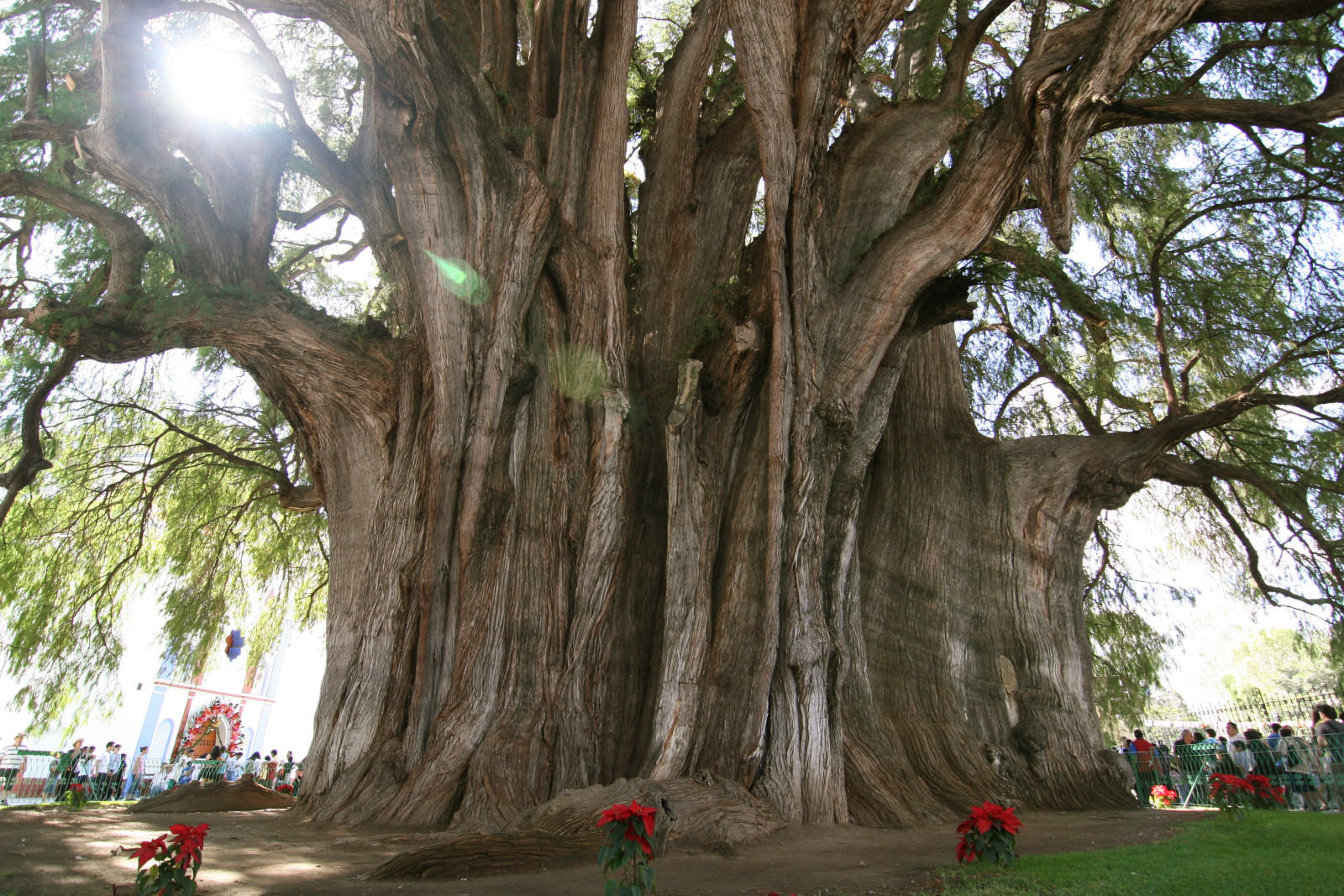10 cây cổ thụ mang vẻ đẹp ấn tượng, lộng lẫy nhất thế giới